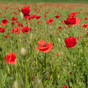 Papaver rhoeas red corn poppy - Klatschmohn ‘Red Corn Poppy’ Bio - Samen für einjährige Blumen