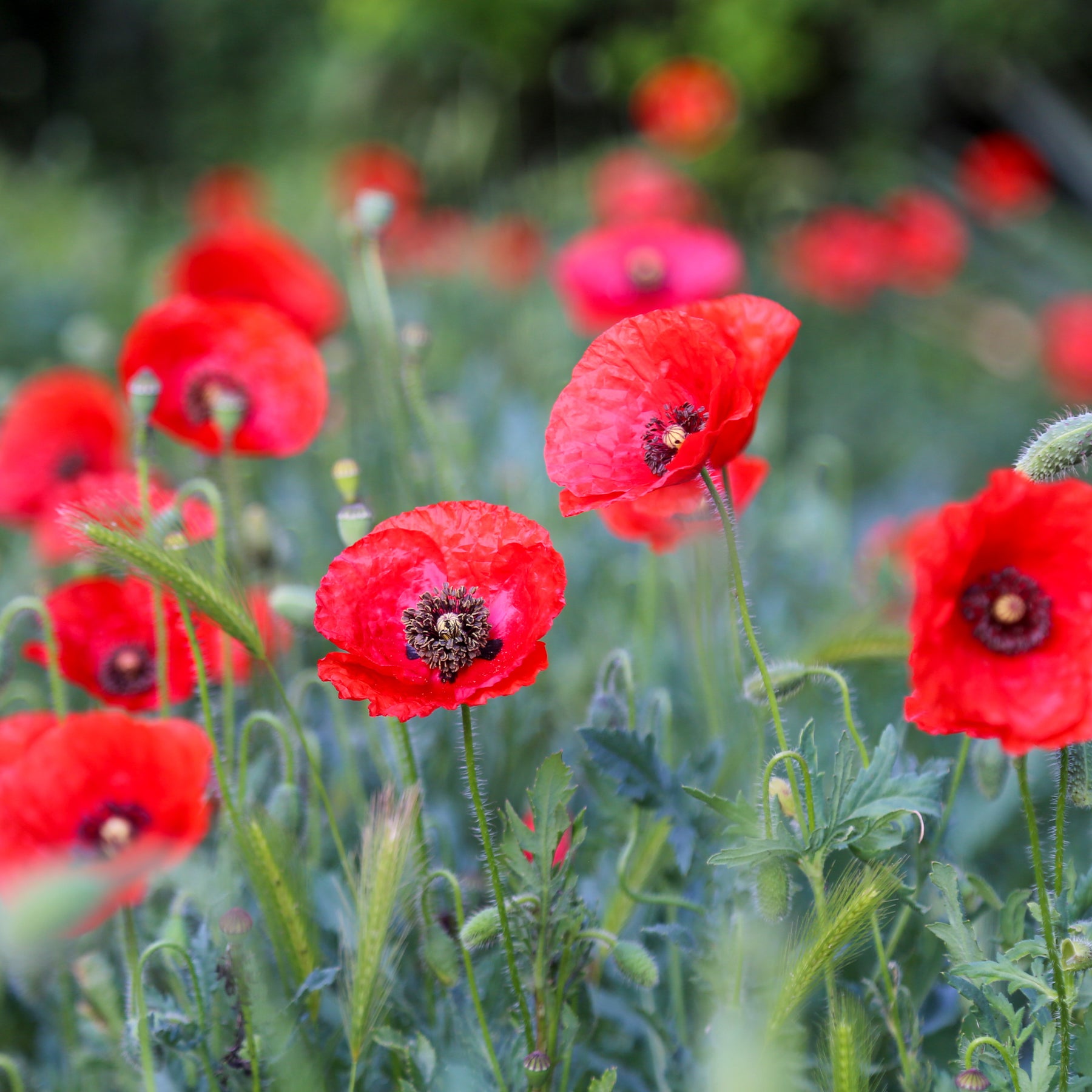 Klatschmohn ‘Red Corn Poppy’ Bio - Willemse