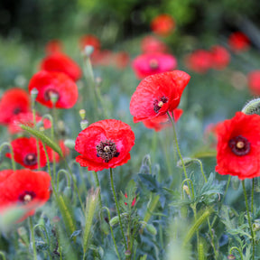 Klatschmohn ‘Red Corn Poppy’ Bio - Willemse