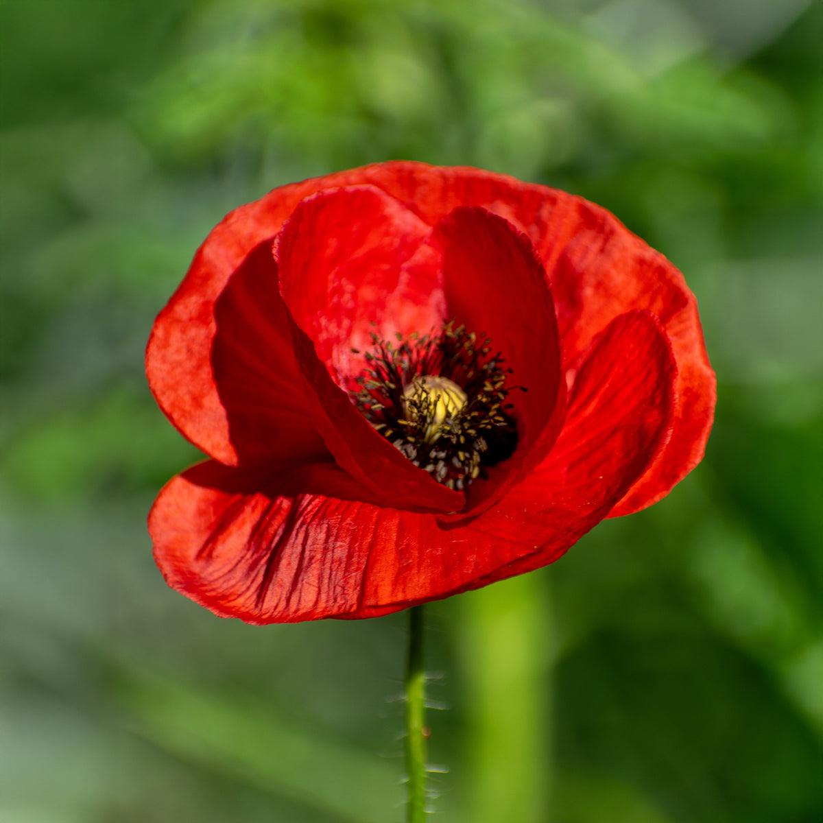 Klatschmohn - Papaver rhoeas red corn poppy - Willemse