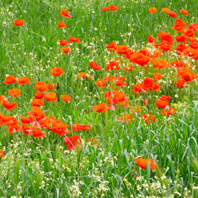 Samen für einjährige Blumen - Klatschmohn ‘Red Corn Poppy’ Bio - Papaver rhoeas red corn poppy