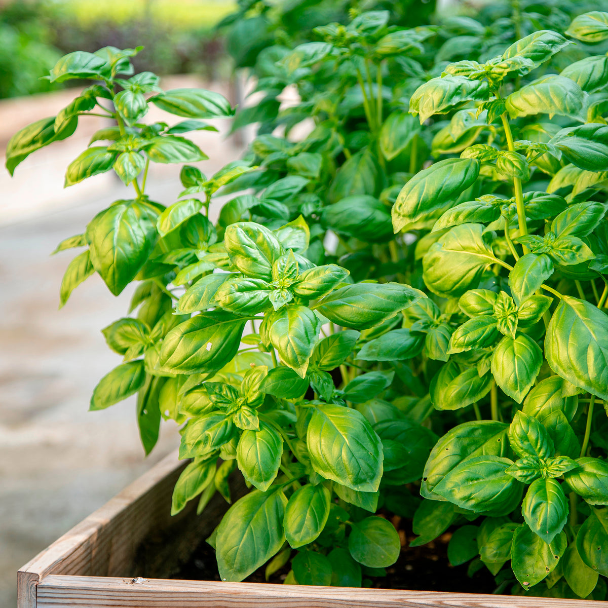 Basilikum 'Genovese' Bio - Ocimum basilicum genovese - Willemse
