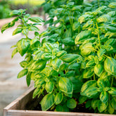 Basilikum 'Genovese' Bio - Ocimum basilicum genovese - Willemse