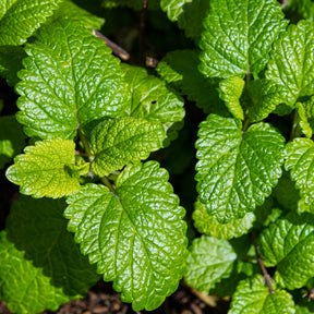 Zitronenmelisse Melissa officinalis - Willemse