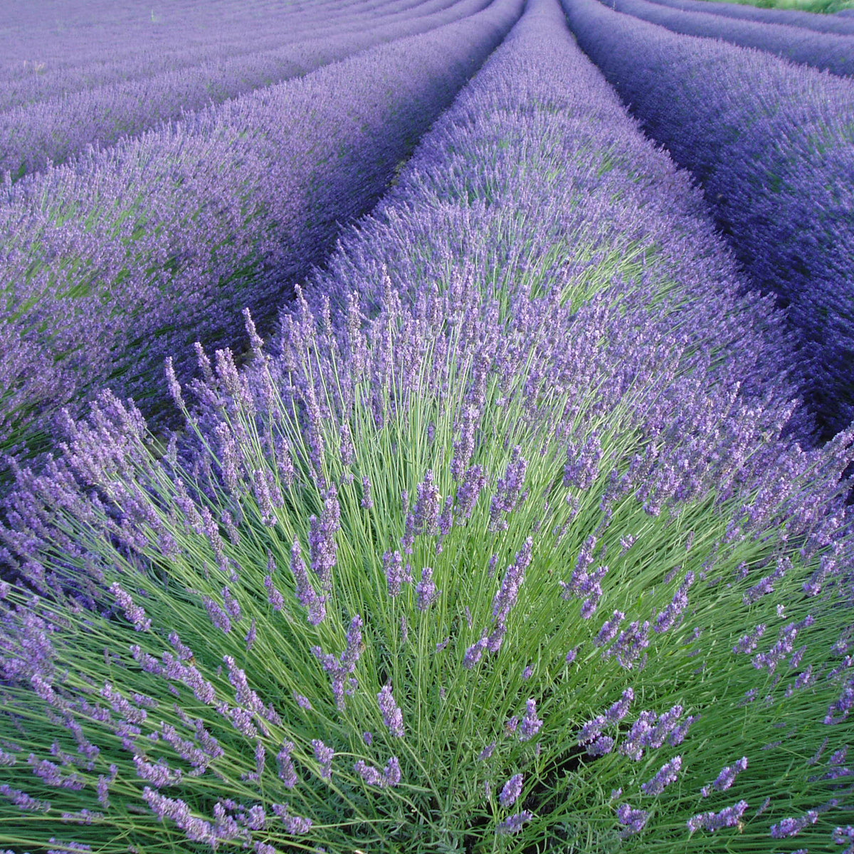 Lavendel - Willemse