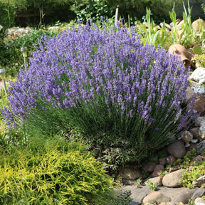 Lavendel - Willemse