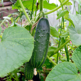 Gurke Cucumis 'Marketmore' - Cucumis sativus marketmore - Willemse