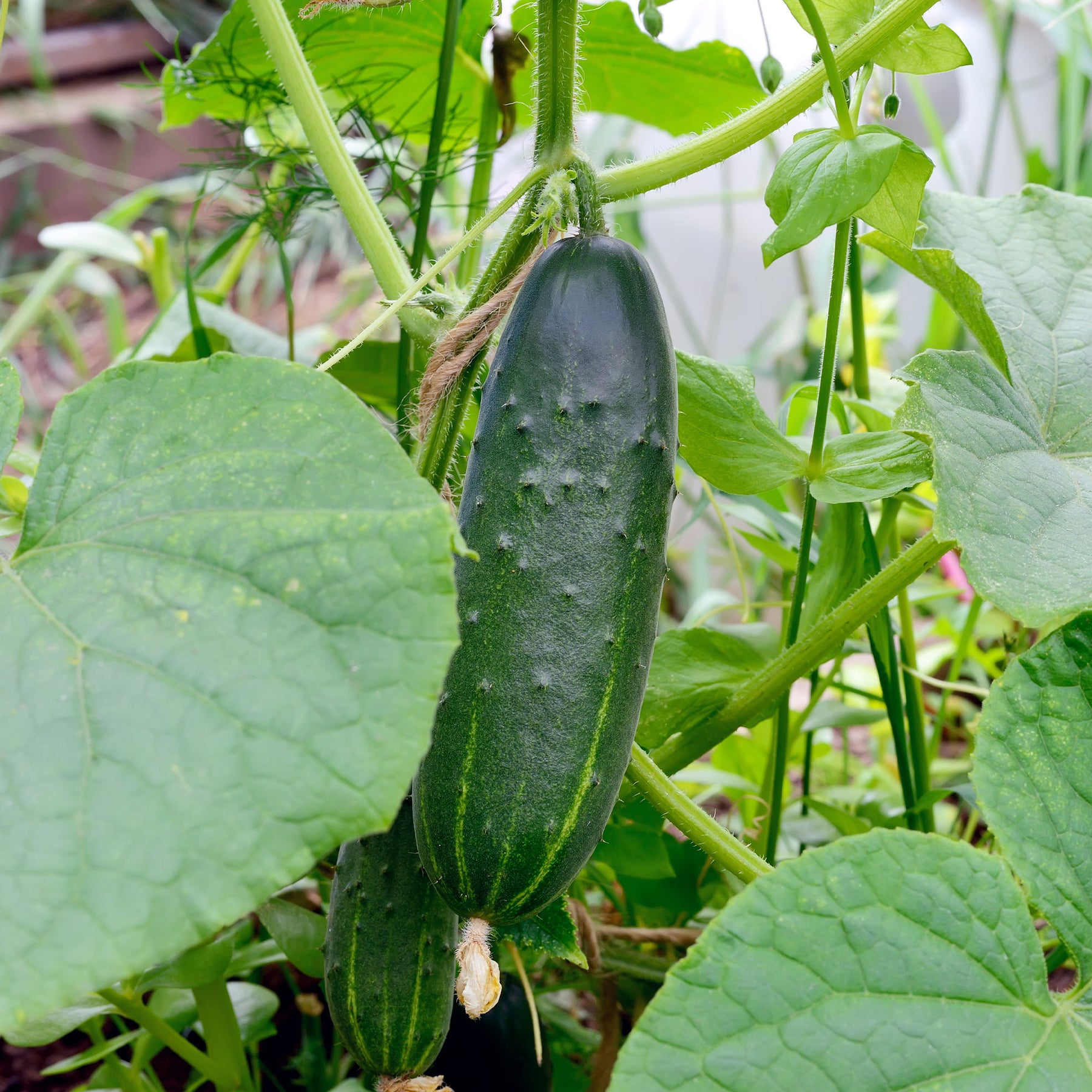 Gurke Cucumis 'Marketmore' - Cucumis sativus marketmore - Willemse