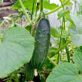 Gurke Cucumis 'Marketmore' - Cucumis sativus marketmore - Willemse