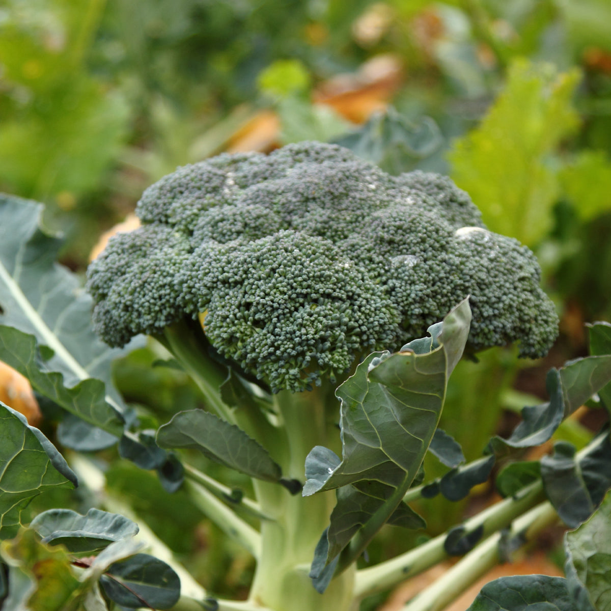 Einköpfiger Brokkoli 'Calabrese Natalino - Brassica oleracea Calabrese Natalino - Willemse