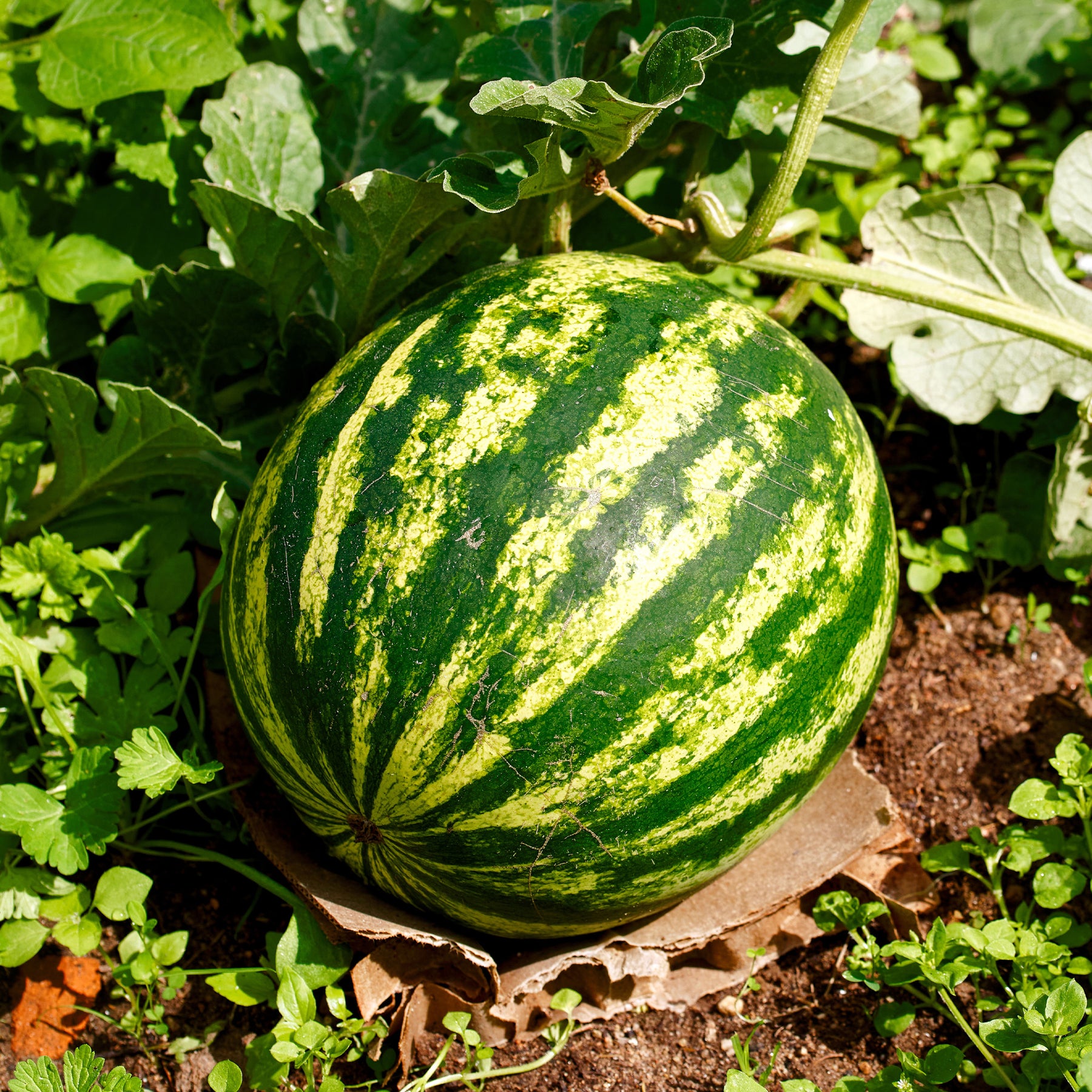 Samen für Wassermelonen - Wassermelone Citrullus 'Crimson Sweet' - Citrullus lanatus Crimson Sweet