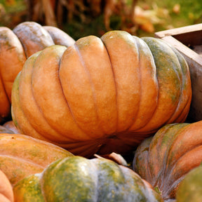 Moschuskürbis ‘Musquée de Provence’ Bio - Willemse