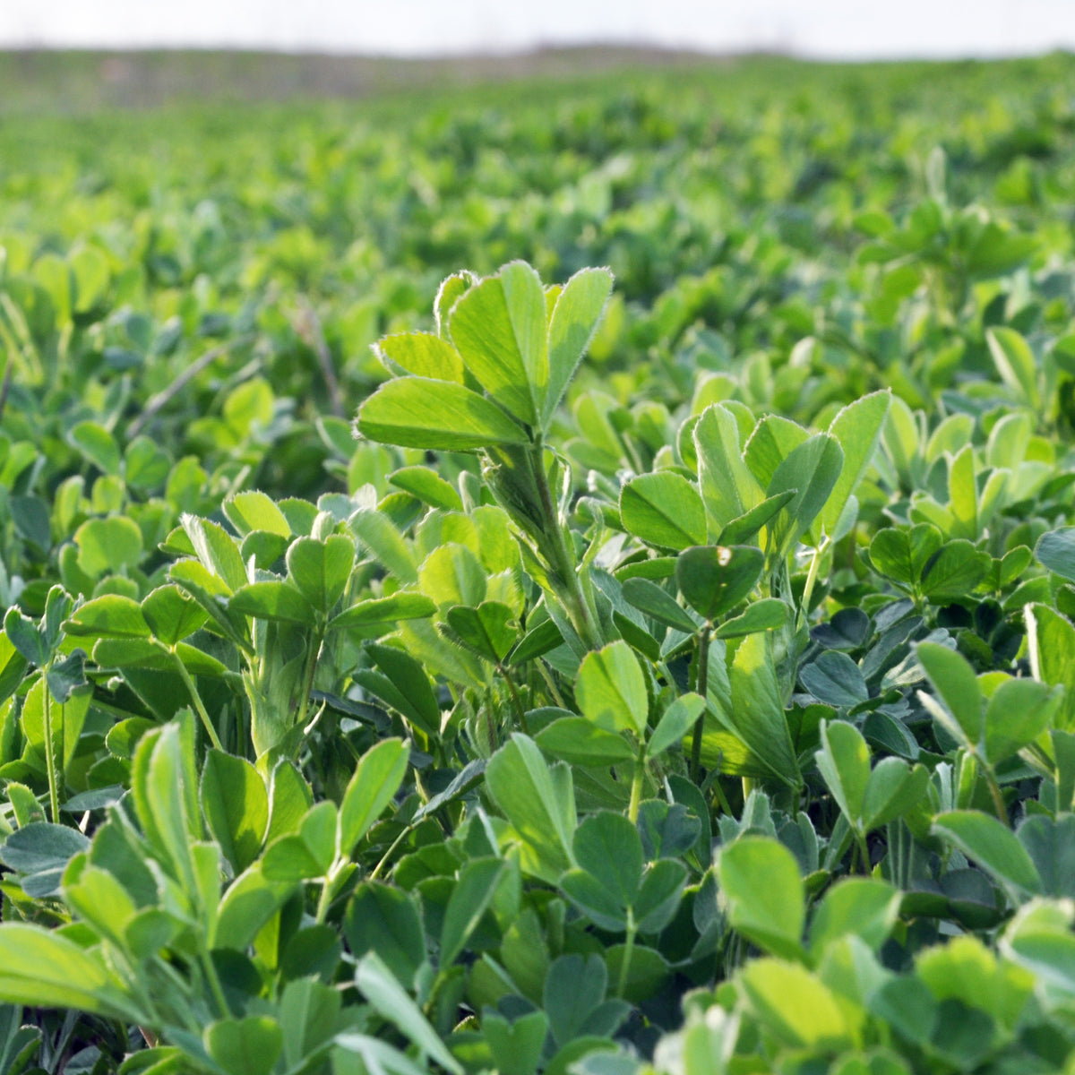 Medicago sativa - Alfalfa Medicago sativa - Sprossen