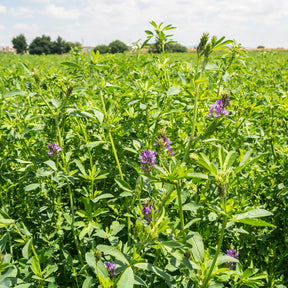 Medicago sativa - Luzerne - Sprossen