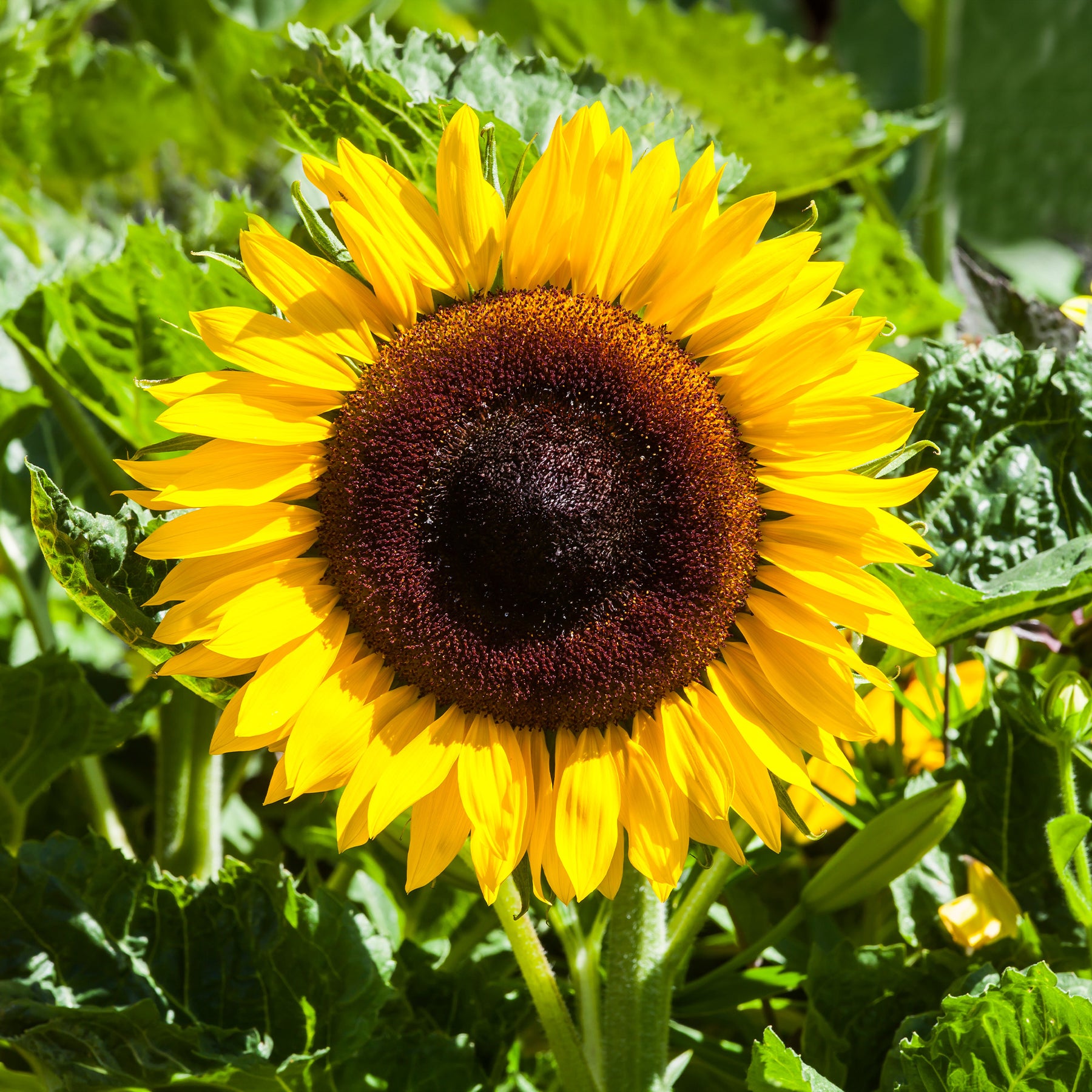 Sonnenblume 'Giganteus' - Willemse