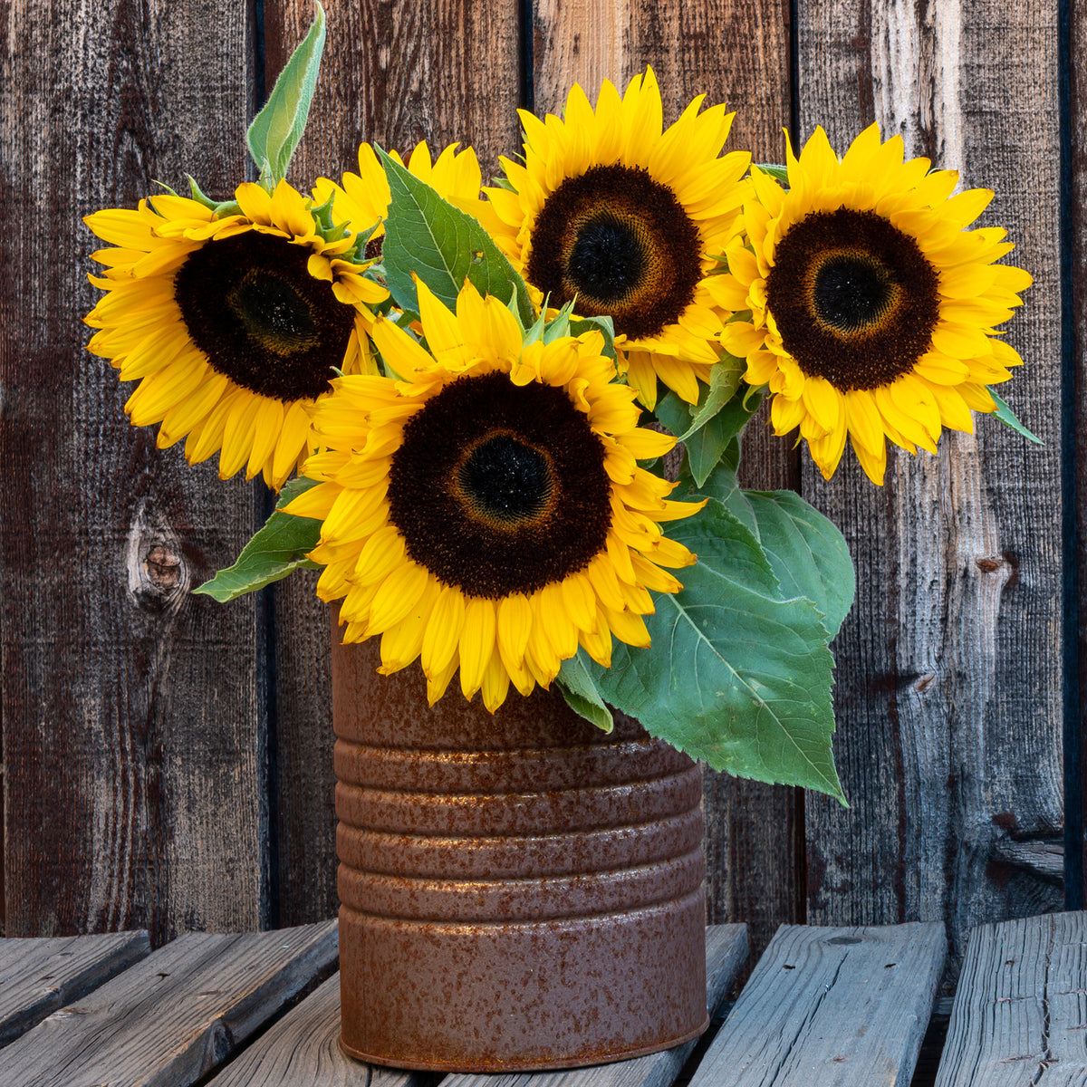 Sonnenblume 'Sunspot' - Willemse
