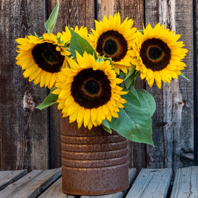 Sonnenblume 'Sunspot' - Willemse
