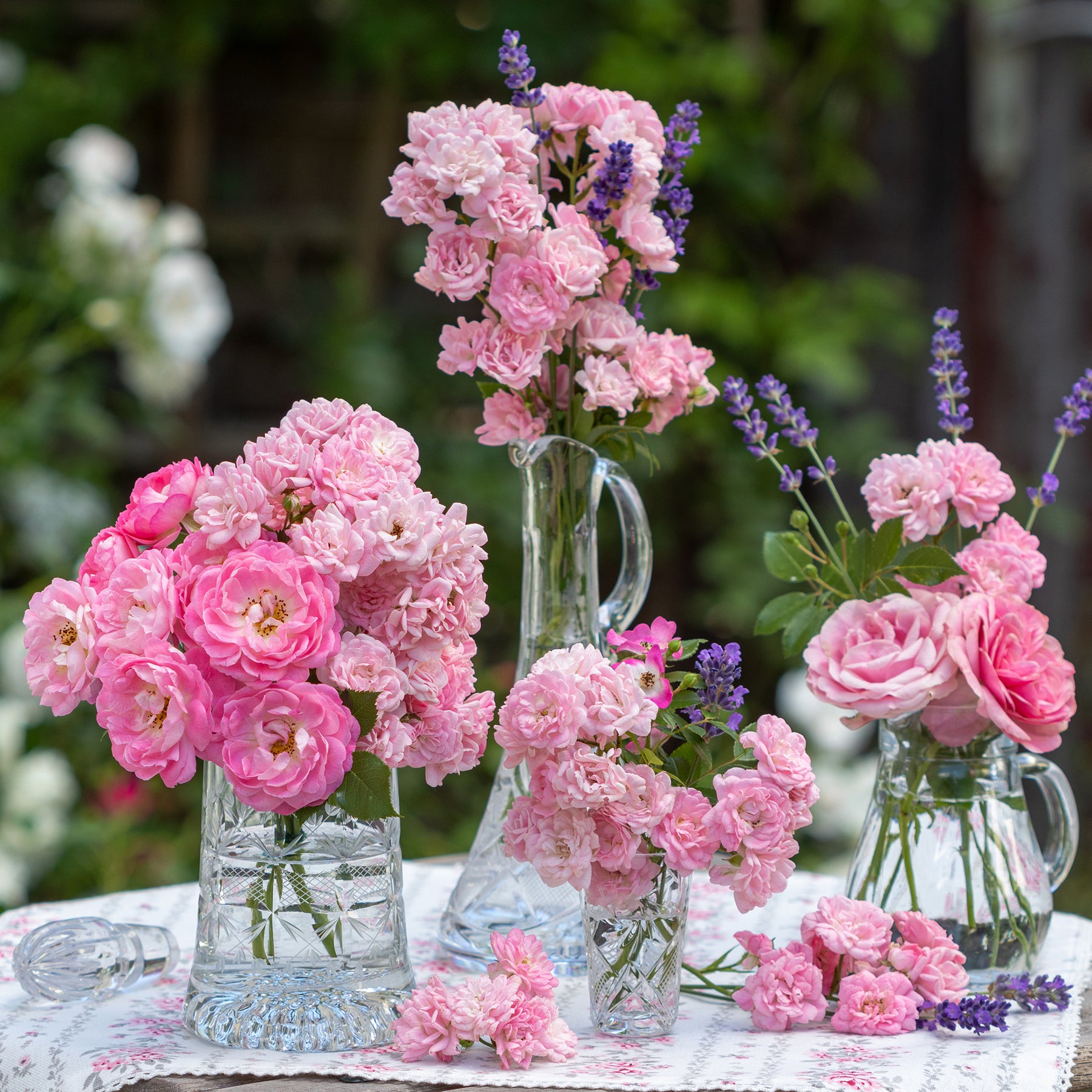 Verkauf Bodendeckerrosen - Rose Rosa 'The Fairy'®