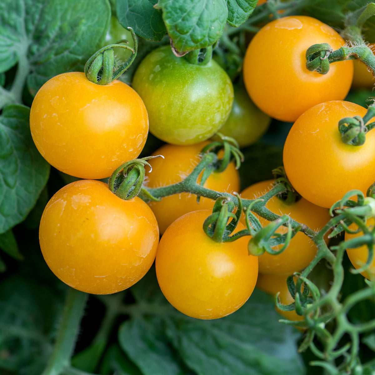 Gelbe Cherrytomate ‚Raisin‘ - Willemse