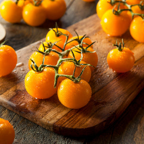 Gelbe Cherrytomate ‚Raisin‘ - Solanum lycopersicum cocktail raisins jaunes - Willemse