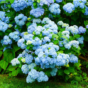 Großblättrige Hortensie - Bauernhortensie macrophylla Blau - Hydrangea macrophylla