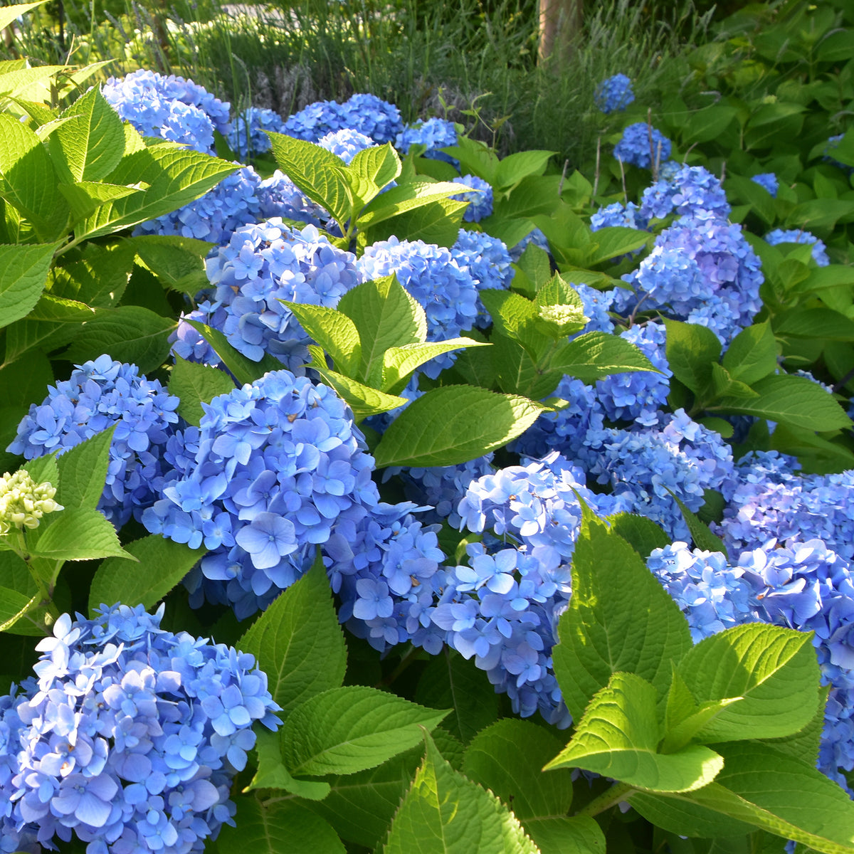 Hortensie blau - Hydrangea macrophylla - Willemse
