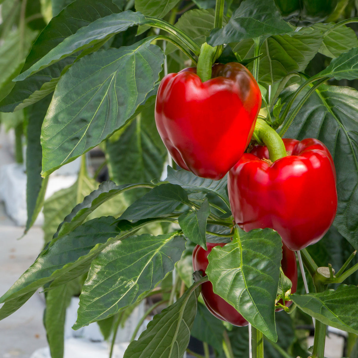 Paprika 'Jubilandska' Bio - Willemse