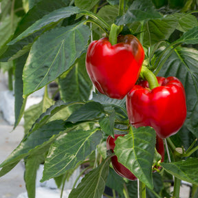 Paprika 'Jubilandska' Bio - Willemse