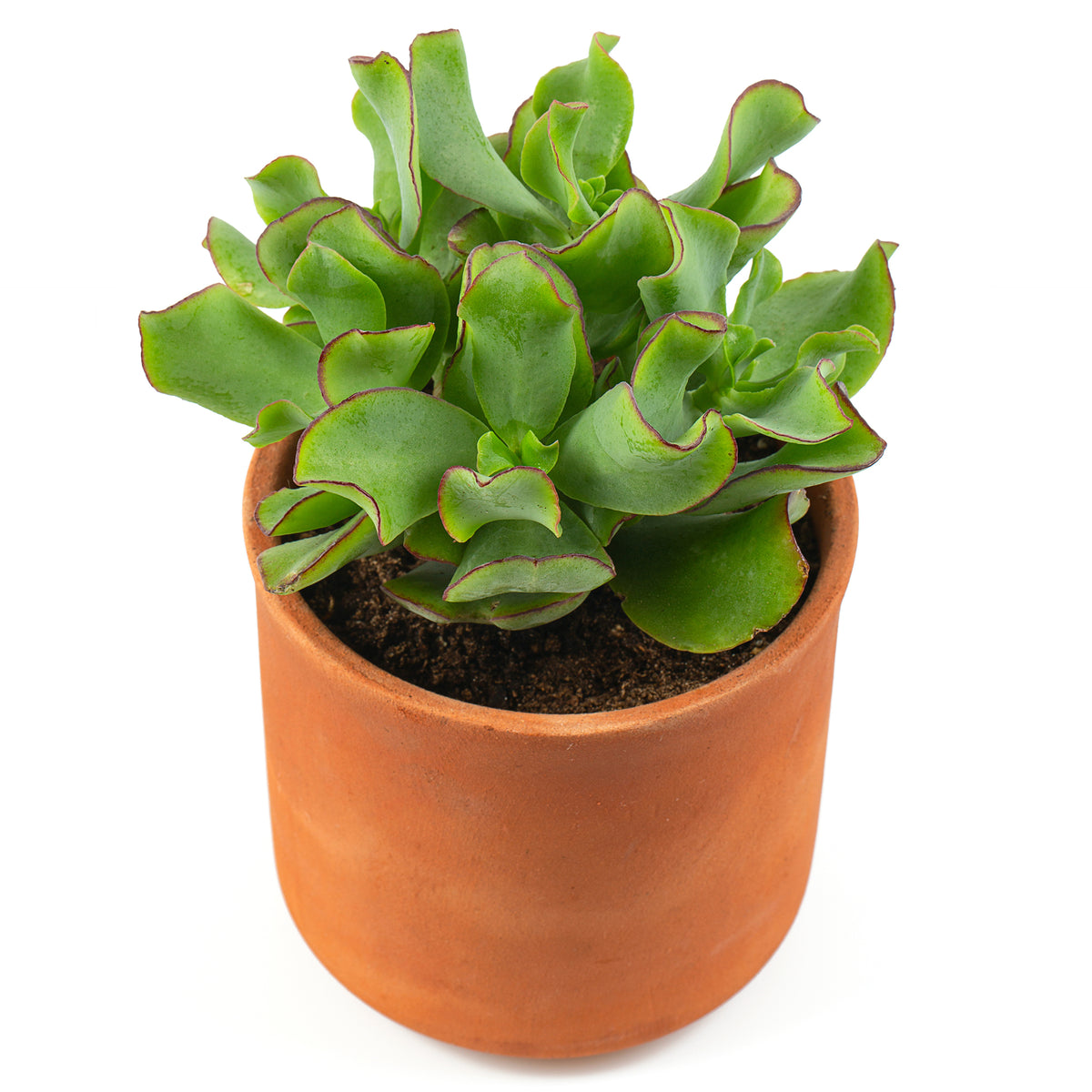 Pfennigbaum - Willemse