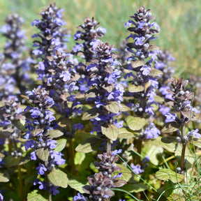 Rotblättriger Günsel 'Atropurpurea'