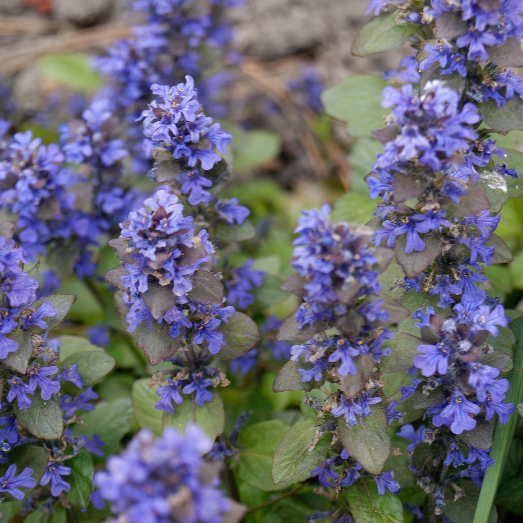 Rotblättriger Günsel 'Atropurpurea'