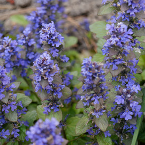 Rotblättriger Günsel 'Atropurpurea'