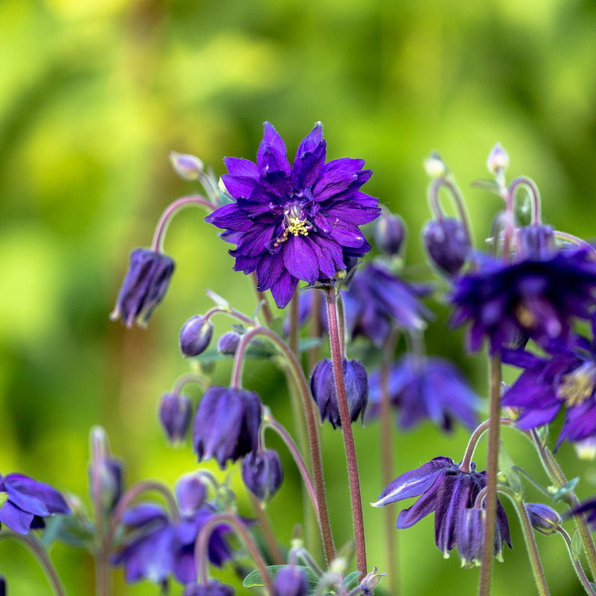 Verkauf Garten-Akelei 'Blue Barlow'