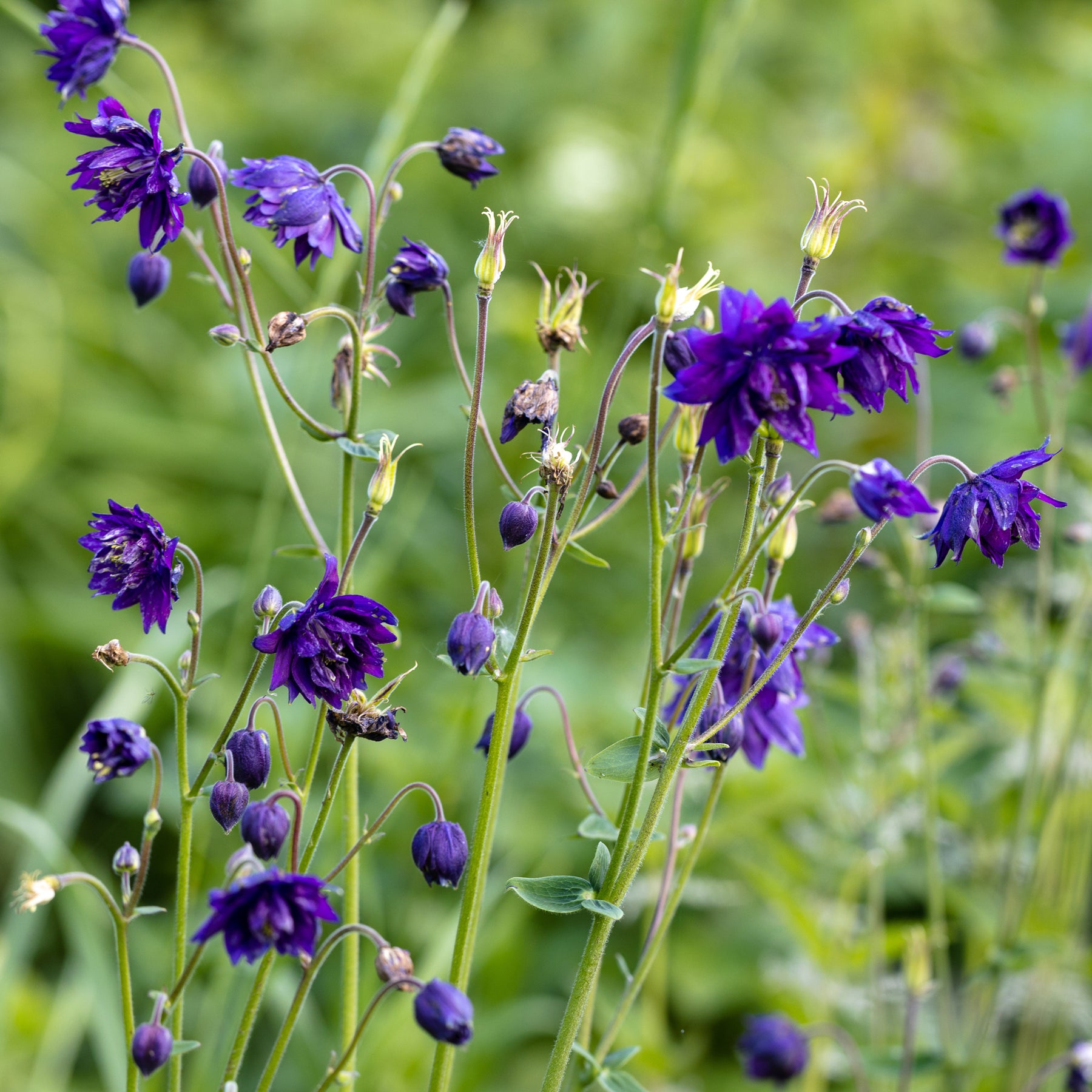 Garten-Akelei 'Blue Barlow' - Aquilegia vulgaris Blue Barlow - Willemse