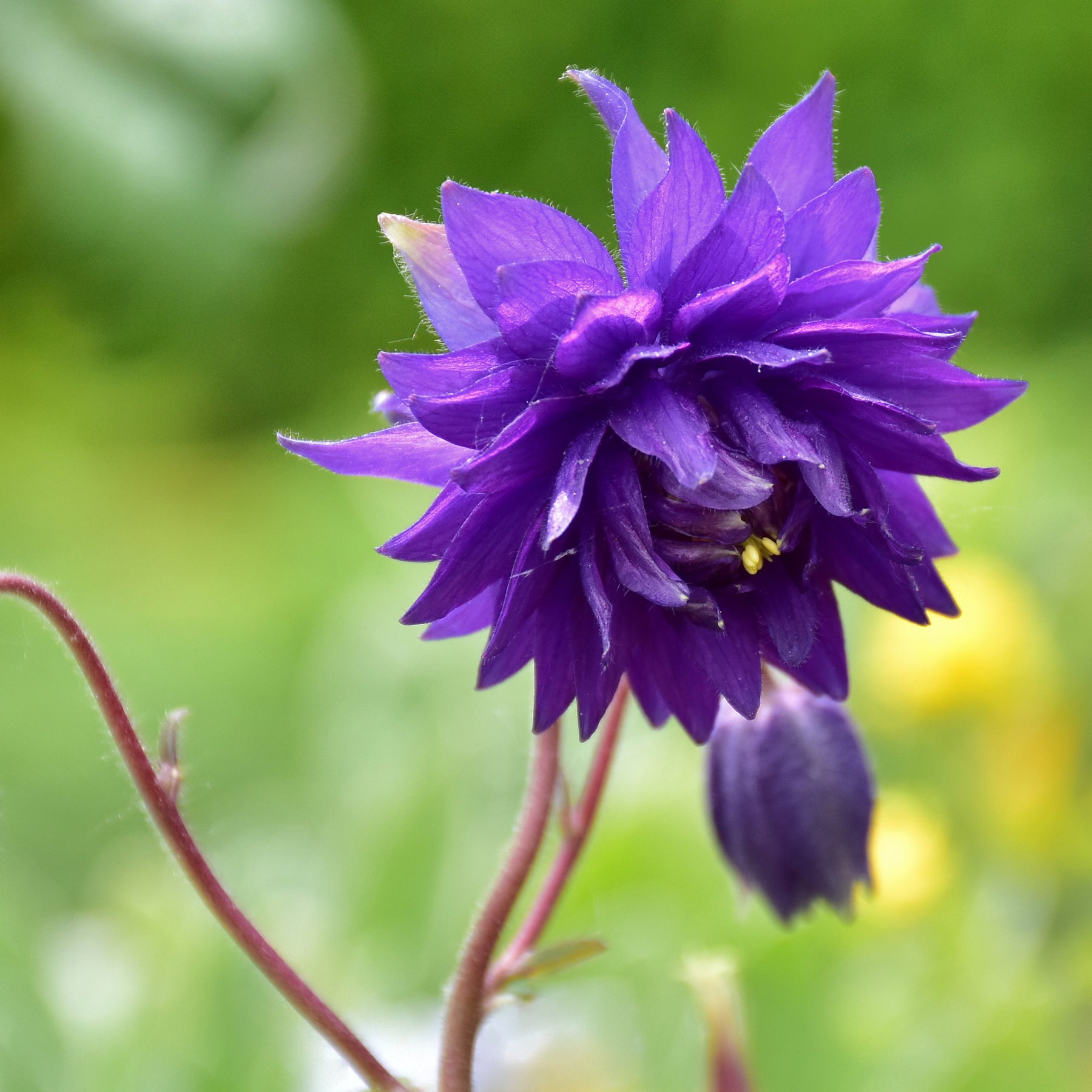 Akelei - Garten-Akelei 'Blue Barlow' - Aquilegia vulgaris Blue Barlow