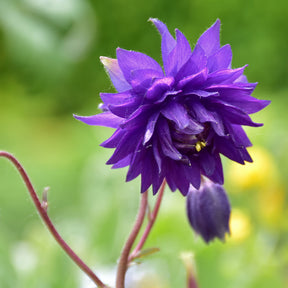 Akelei - Garten-Akelei 'Blue Barlow' - Aquilegia vulgaris Blue Barlow
