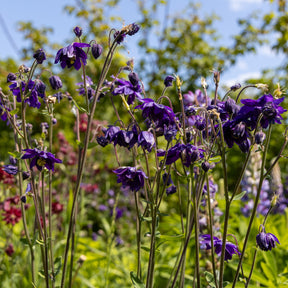 Akelei - Garten-Akelei 'Black Barlow' - Aquilegia vulgaris Black Barlow