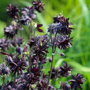 Verkauf Garten-Akelei 'Black Barlow' - Aquilegia vulgaris Black Barlow
