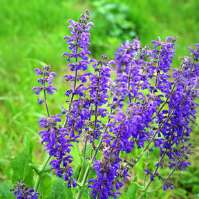 Wiesensalbei - Willemse