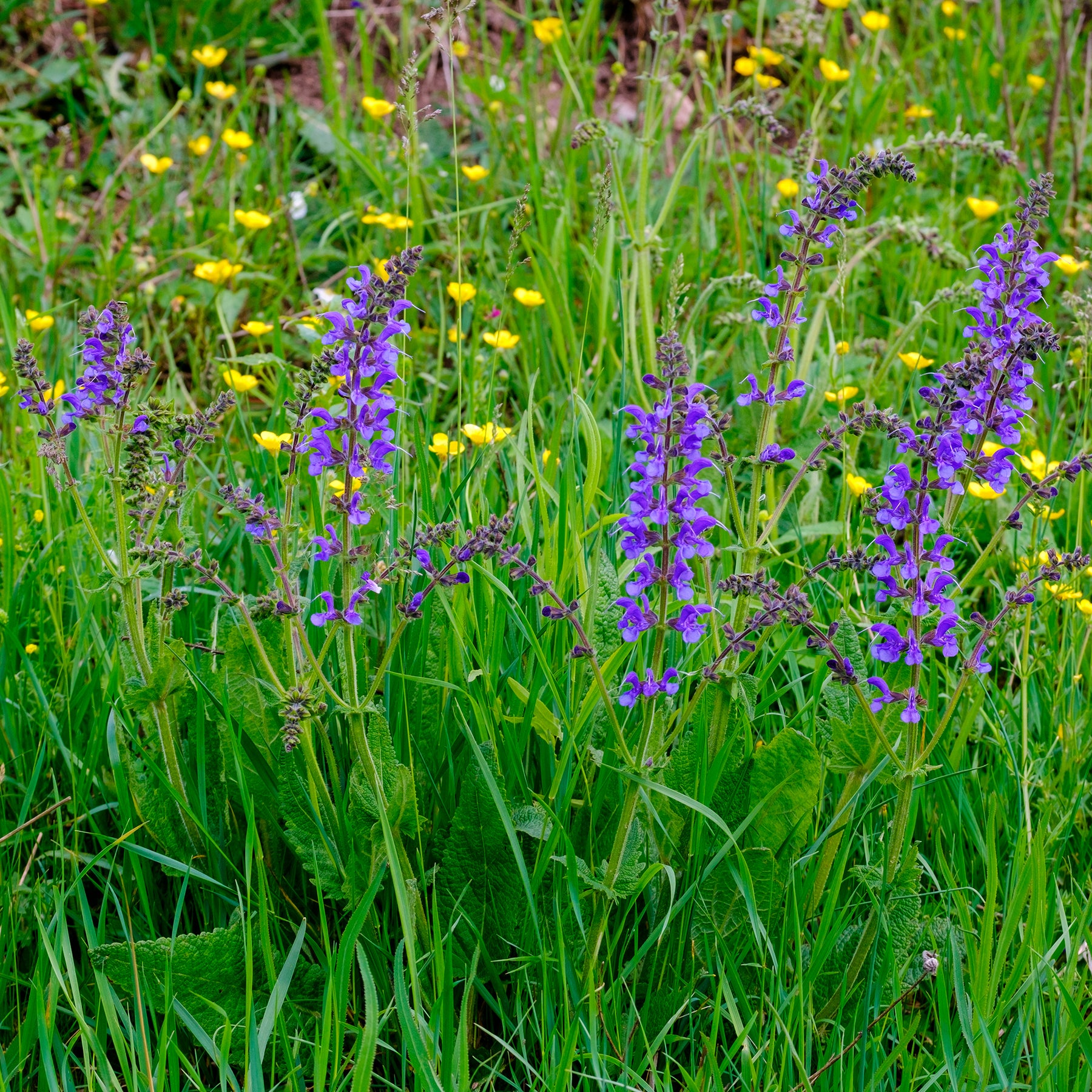 Salbei - Wiesensalbei - Salvia pratensis