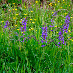 Salbei - Wiesensalbei - Salvia pratensis