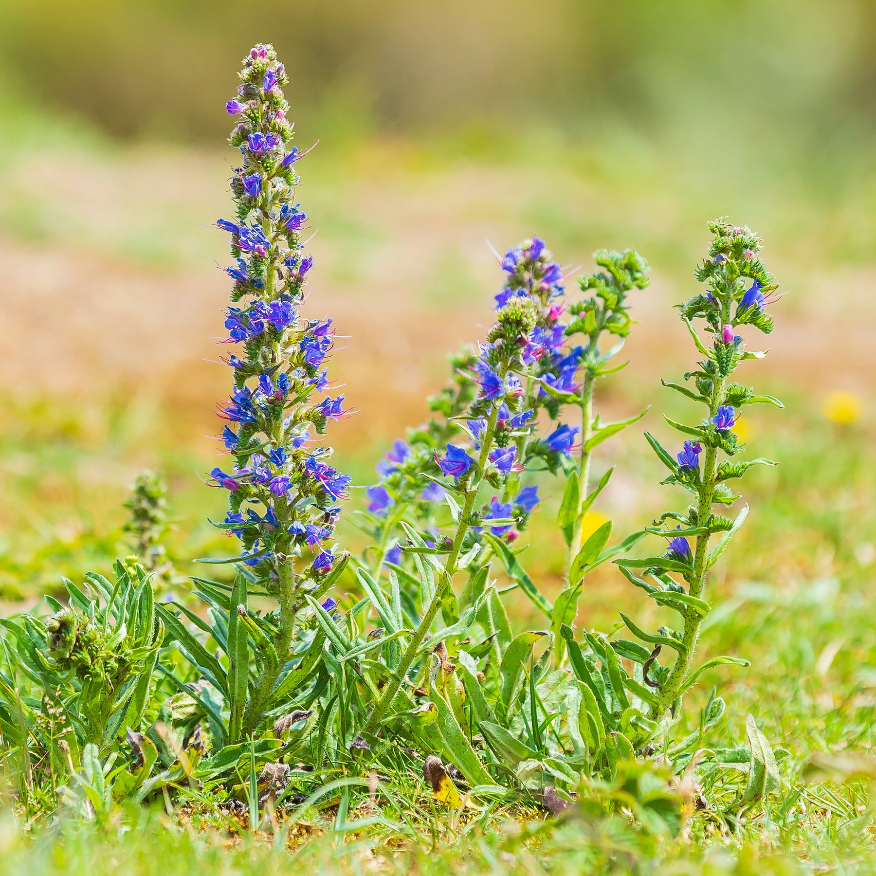 Verkauf Gewöhnlicher Natternkopf - Echium vulgare
