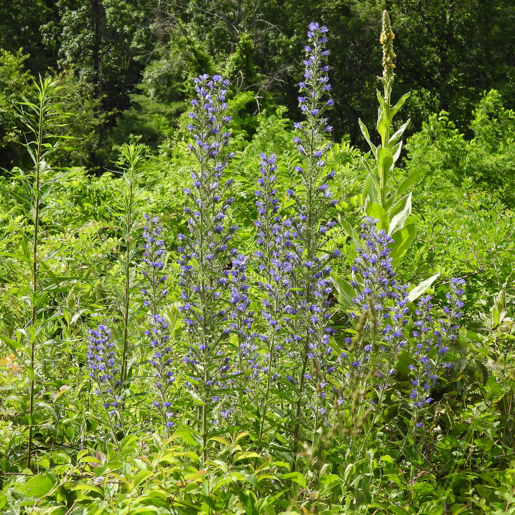 Gewöhnlicher Natternkopf - Echium vulgare - Willemse