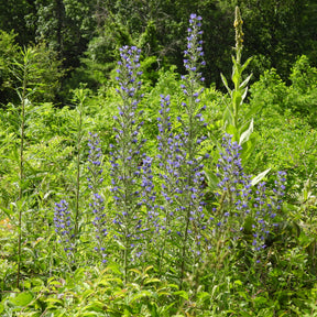 Gewöhnlicher Natternkopf - Echium vulgare - Willemse