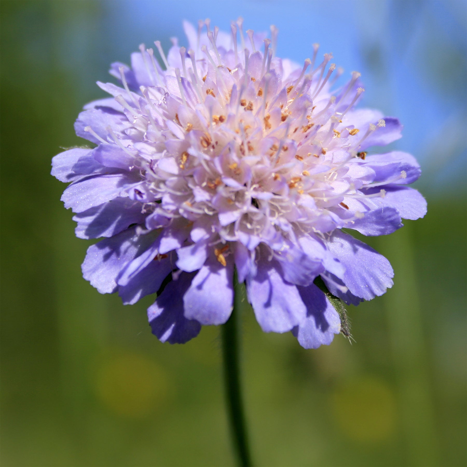 Verkauf Tauben-Skabiose - Scabiosa columbaria