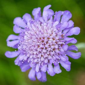 Scabiosen - Tauben-Skabiose - Scabiosa columbaria
