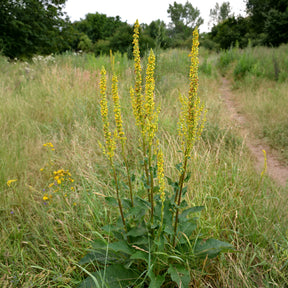 Schwarze Königskerze - Willemse