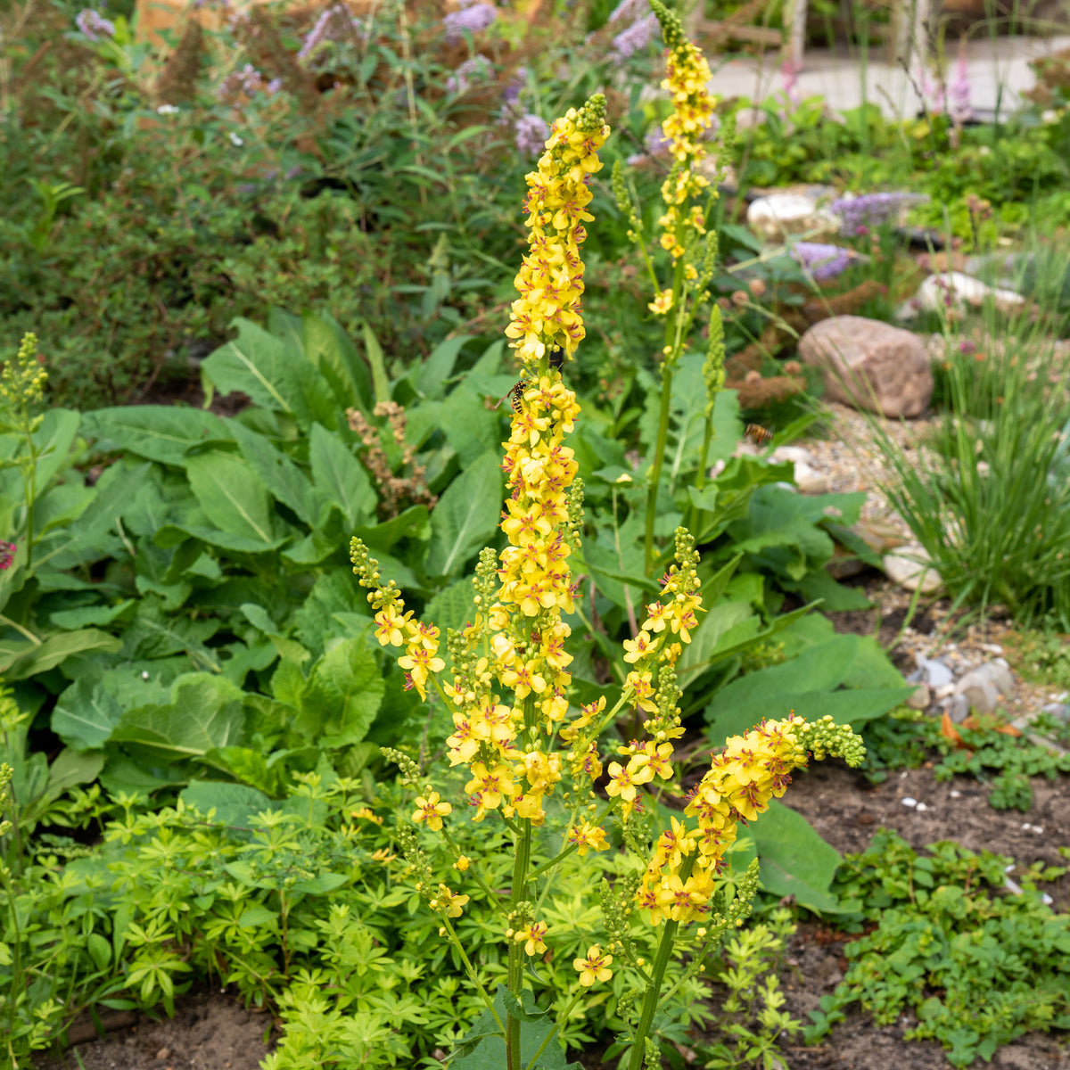 Verbascum nigrum - Schwarze Königskerze - Stauden
