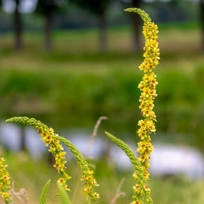 Schwarze Königskerze - Verbascum nigrum - Willemse