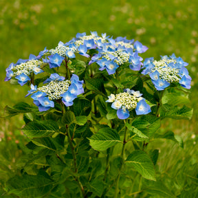 Hydrangea macrophylla teller blue - Tellerhortensie blau - Großblättrige Hortensie
